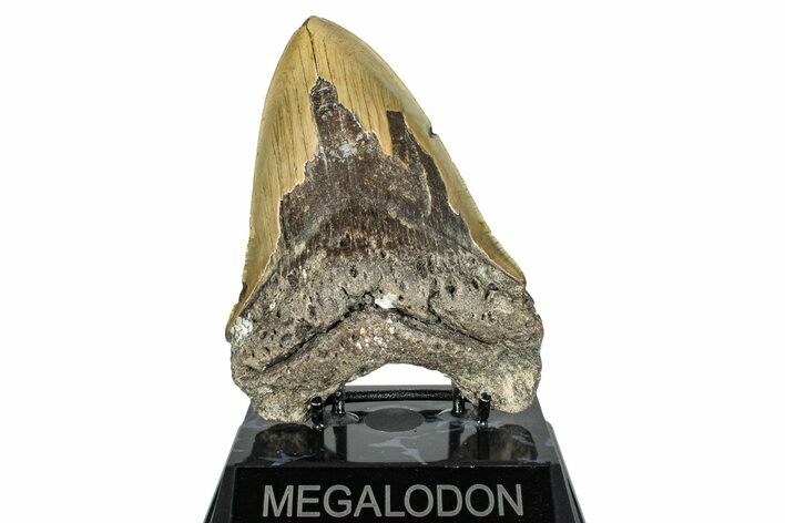 Serrated, Fossil Megalodon Tooth - Huge NC Meg #274775